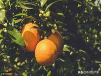 红谷滩区晓始百货店